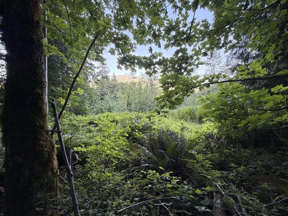 Natural, wooded ground on Lot 16